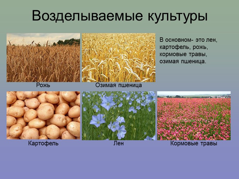 Возделываемые культуры Рожь Озимая пшеница Картофель Лен Кормовые травы В основном- это лен, картофель,